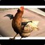 The Unnamed Chicken