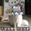 猪咪打不到人