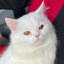 OlafTheCat