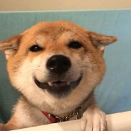 萌萌哒的小狗贼