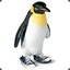 Penguin_in_sneakers