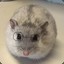 MakoTheFish