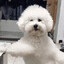 WHAT THA DOG DOIN?