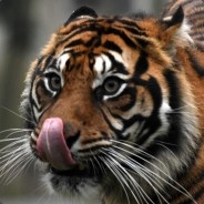 pranksi avatar