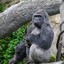 THREE MIGHTY GORILLAS