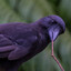 Lazy Crow