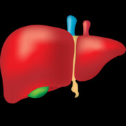 Liver