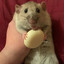 Rat eatin’ cheese