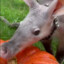 PumpkinSniffa585