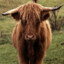 HIGHLANDCOW