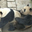 Pandas Follando