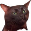 Hello EveryNyan