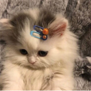 男娘从不落泪៷>ᴗ<៷ಣ