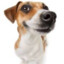 Scaredy Dog