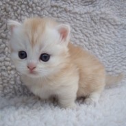 ViXTEY