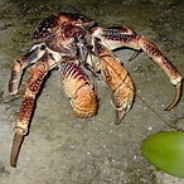 Coconut crabã€–HJã€—