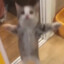 happy猫