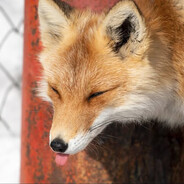 алина передоз