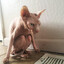 Tu gremlin