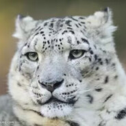 礼堂の黄牌大将