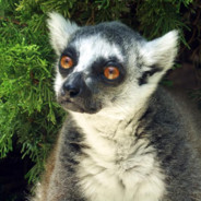 Sad Lemur