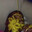 Katocaughtslippinstr8mustardface