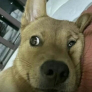 南村群童夸我强有力