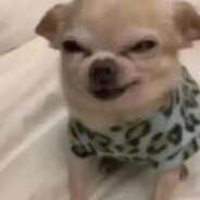 鸡蛋里并没有放葱