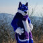 Apollo_the_Wusky