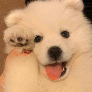 77爱喝半糖奶绿