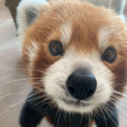 明日愁来明日愁