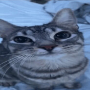 soup