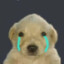 doge