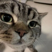 灰身黑眼大果蝇