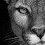 Cougar