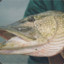 GäddaÄrEnFisk
