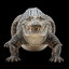 DEI nosuchus