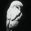 XXXowl