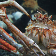Spycrab