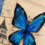 The Bule Butterfly