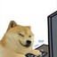 BamboozledDoge