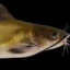 Dave the Channel Catfish