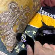 爱打电竞的章鱼烧