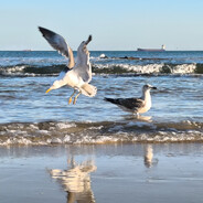 一天不打积阳德，两天