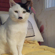 SKINS Adolf Kitler