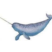 Natanail the Narwhal