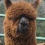 BrownAlpaca33