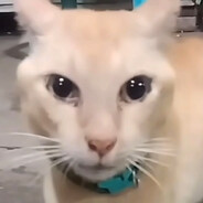 Tao哥