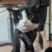 Mr. Dankeschön