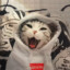 海上一只猫